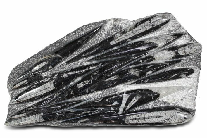 Polished Fossil Orthoceras (Cephalopod) Plate - Morocco #359632